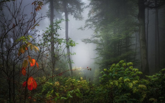 Misty forest with autumn leaves and green foliage