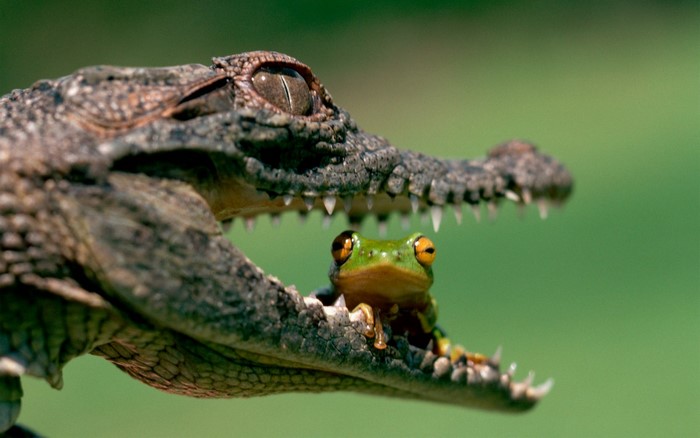 Frog sitting in an alligator's open mouth