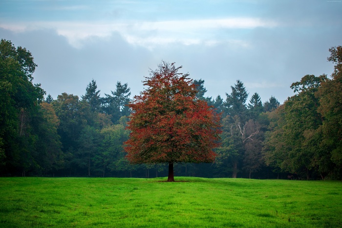 Tree with red leaves in a green meadow with forest background