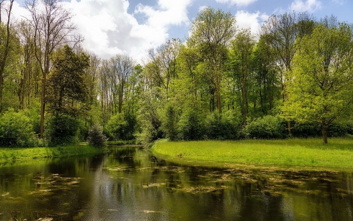 A tranquil lake surrounded by a dense forest under a cloudy sky.