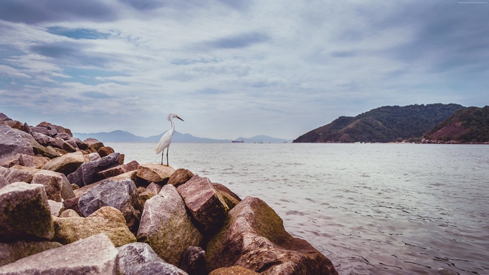 Heron on rocks by the sea with mountains