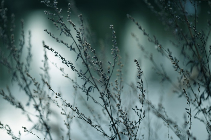Macro view of dry plant branches