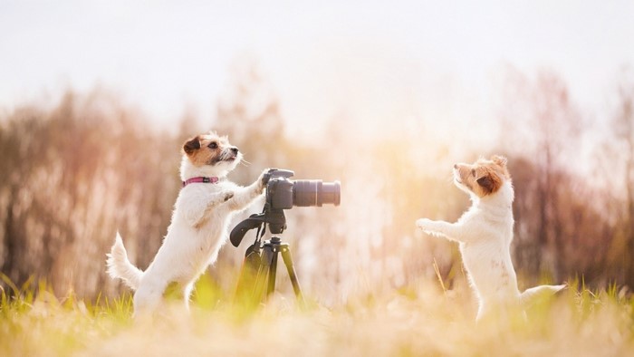 Two dogs with a camera on a tripod outdoors