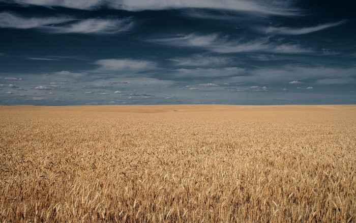 Wheat field under a dark cloudy sky