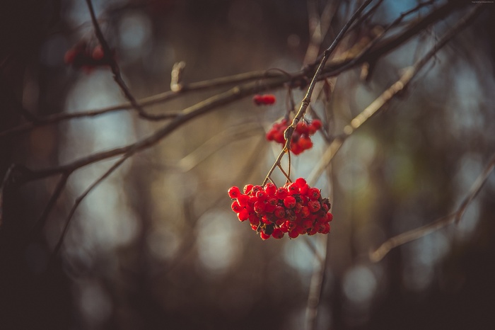 Red berries on a tree branch in autumn