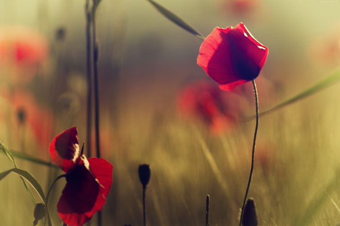 Poppy flowers in soft focus, 4k