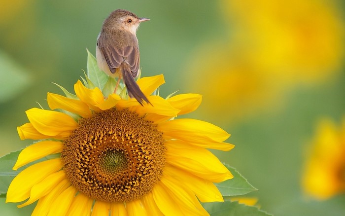 Small Bird Perched on Vibrant Sunflower