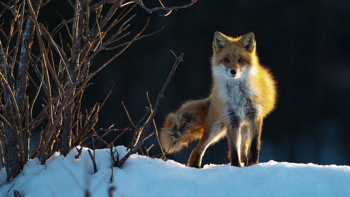 Red fox standing in snow during winter