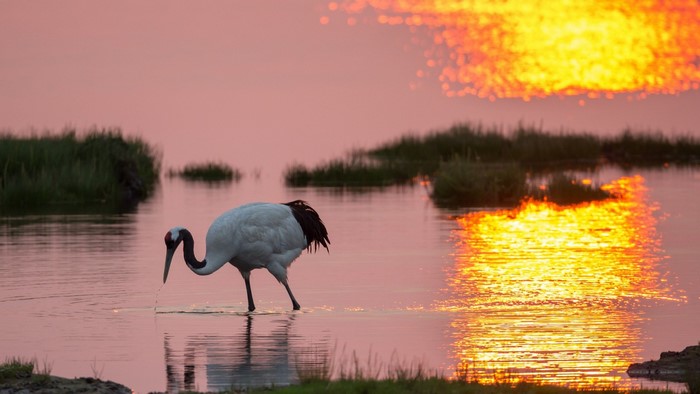 Red-crowned crane wading in water at sunset