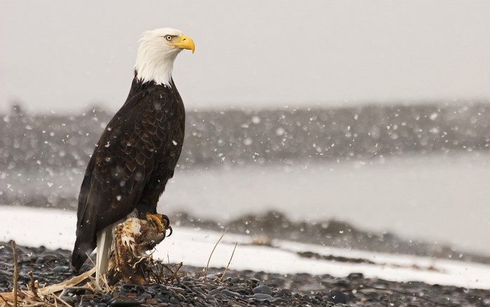 Bald eagle perched on a branch in the snow