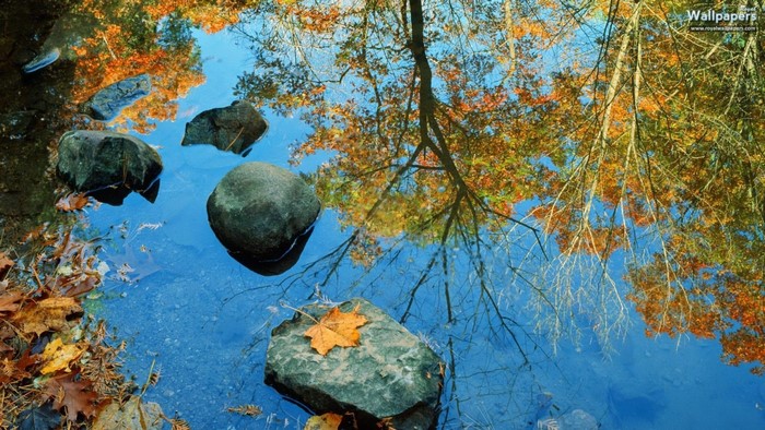 Autumn leaves reflected in a pond with rocks