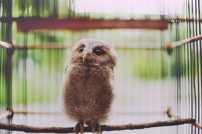 A baby owl sits on a perch inside a cage