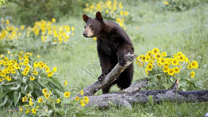 Black bear standing on a log in a field of yellow flowers