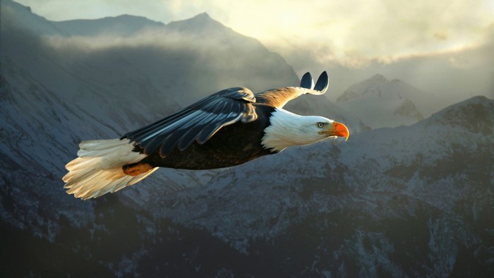 Majestic Bald Eagle Soaring Over Mountain Range