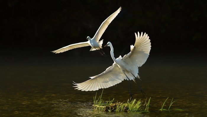 Two great egrets in flight over water