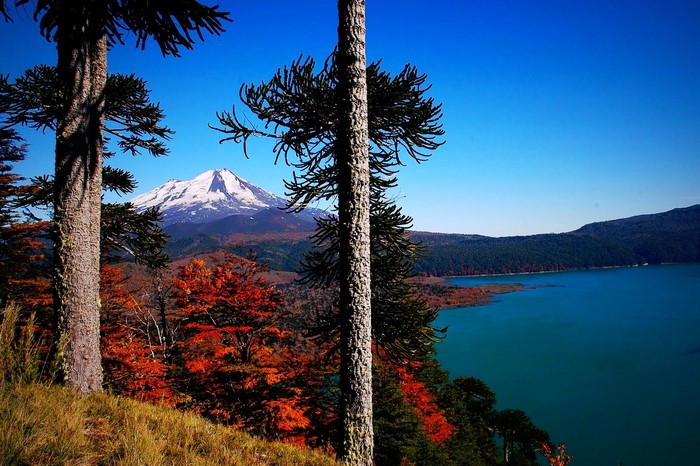 Monkey puzzle trees with snowy volcano and lake in autumn