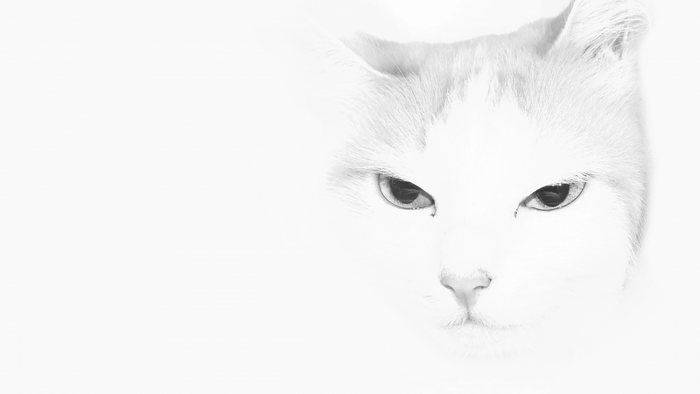 Close-up sketch of a white cat's face