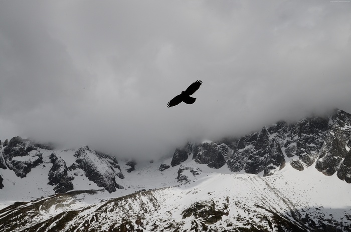 Silhouette of a bird flying over snow-covered mountains and clouds
