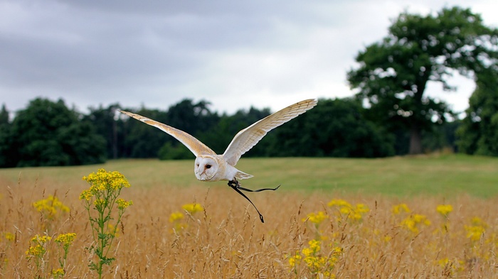Barn owl in flight over a meadow