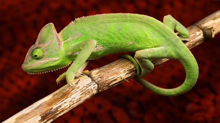 Green chameleon on a branch