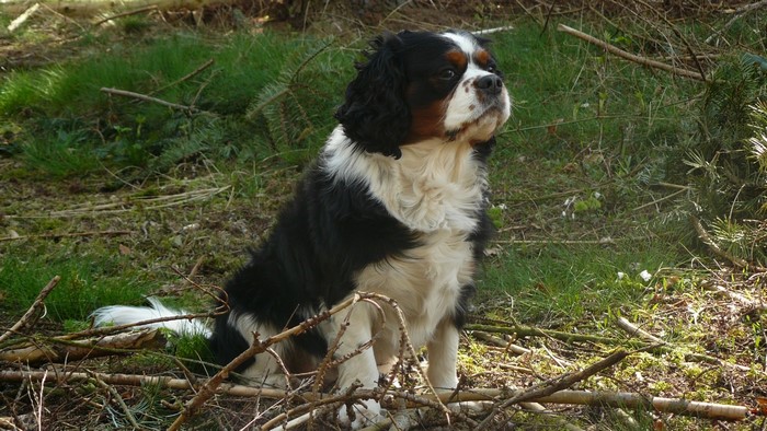 Tricolor Cavalier King Charles Spaniel sitting in a forest