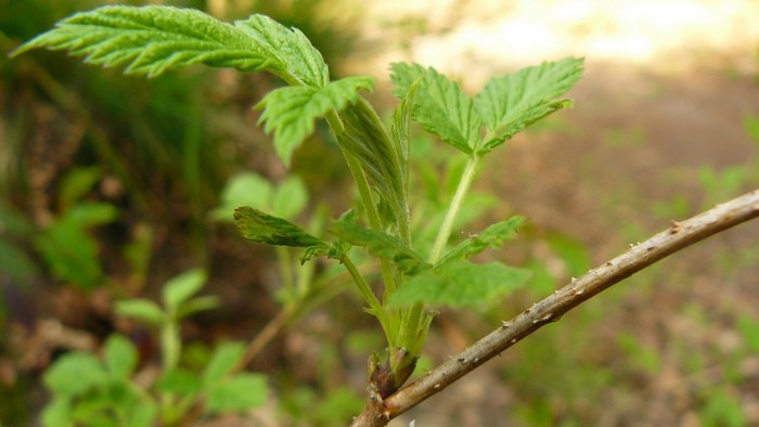 Close-up of a young raspberry plant stem with new leaves