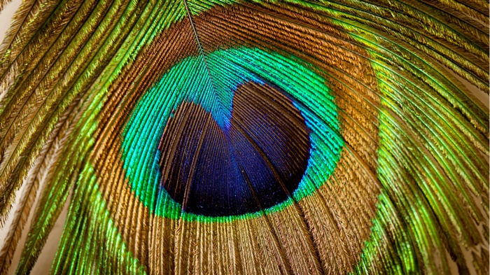 Macro view of a peacock feather