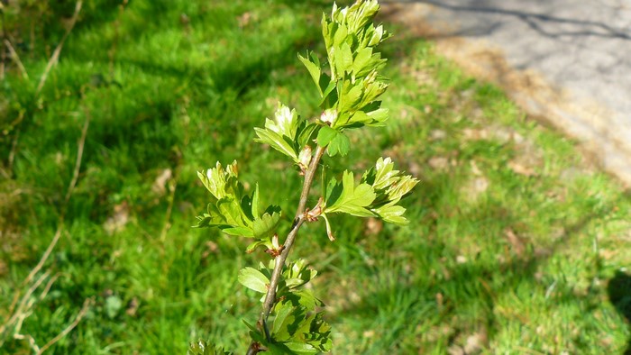 Green plant branch with new leaves in sunlight