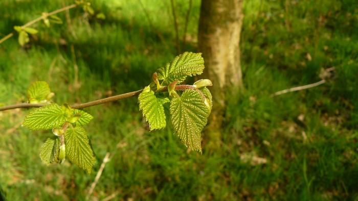 Young green leaves on a branch in a grassy area