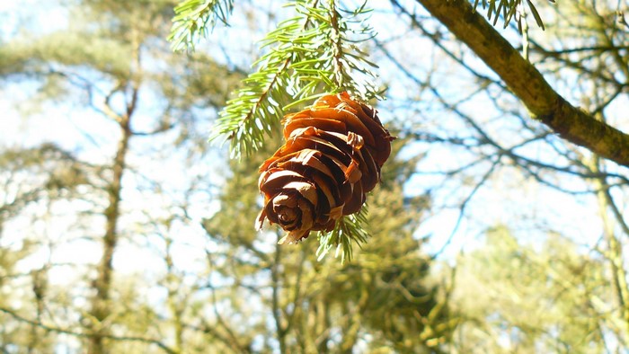 Pine cone hanging from a pine tree branch