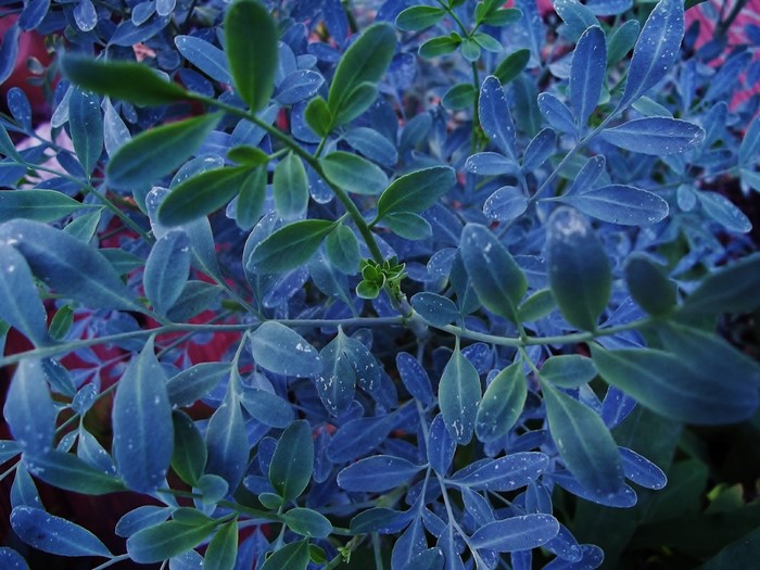 Blue leaves of a plant in a garden