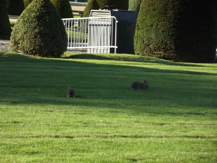 Two rabbits on a green lawn with manicured bushes and a fence