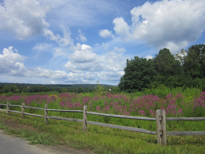 Wooden fence in front of a field of purple flowers and trees