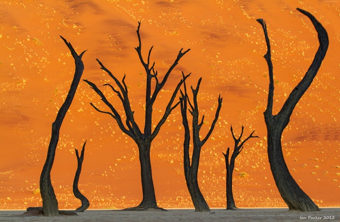 Dead Camel Thorn Trees in Namibian Desert