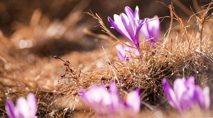 Purple crocuses blooming in dry grass, macro photography