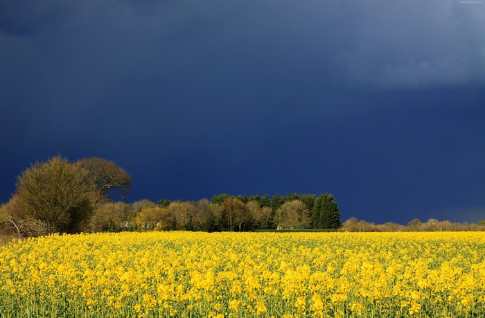 Field of yellow flowers under dark sky