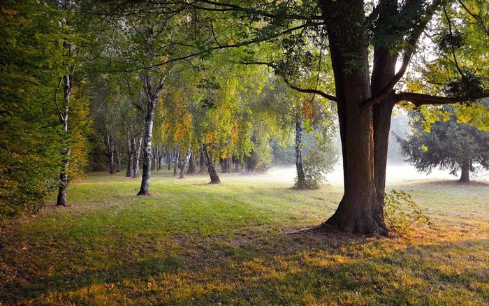 Sunlight filtering through trees in a park during autumn