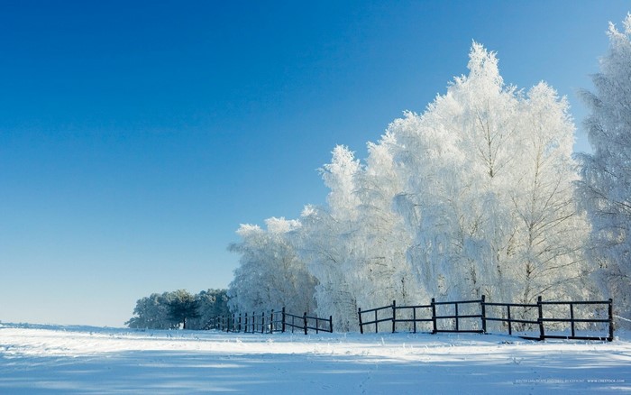 Snow-covered trees and fence under a clear blue sky