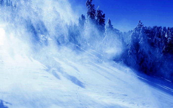Snowy forest with wind and mist