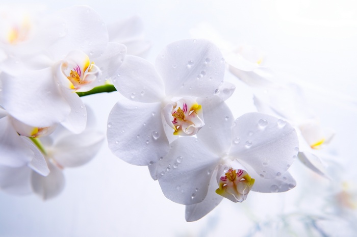 White orchids with water droplets, 4K