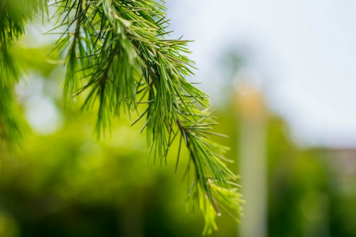 Close up of a green pine branch with blurred background