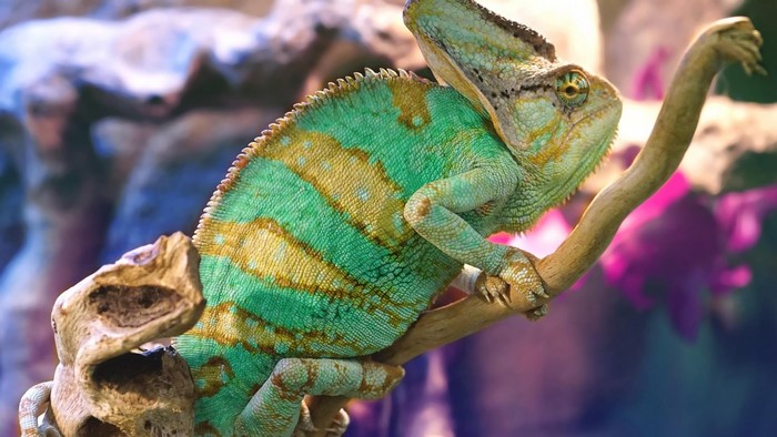 Veiled Chameleon on a Branch