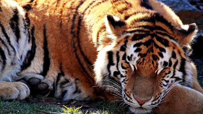 Tiger sleeping in the sun