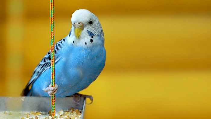 Blue parakeet perched on a rope with yellow background