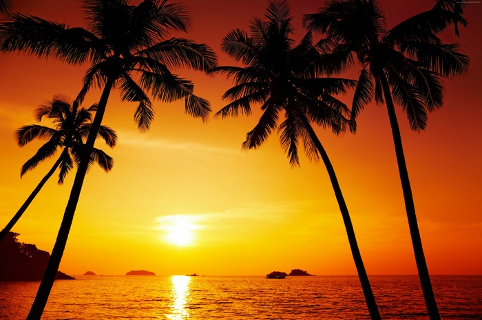 5k, 4k, palms, sunset, Ocean