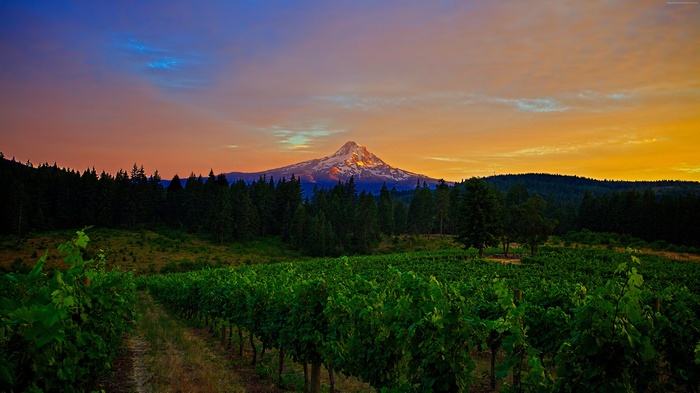 Vineyard at sunset with snow-capped mountain