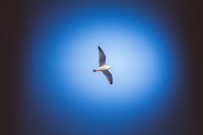 Seagull flying in the blue sky