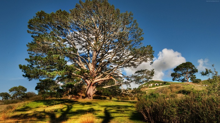 HD wallpaper, meadows, sky, 4k, Tree