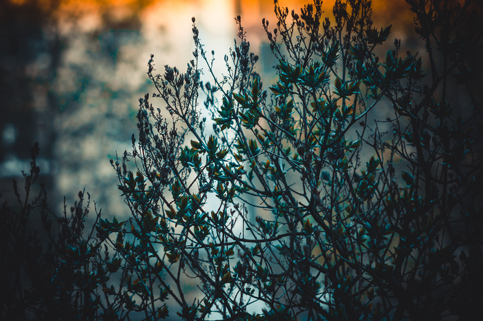 Close-up of a dark tree branch with green leaves
