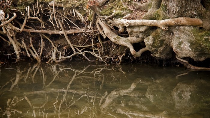 Exposed tree roots over water with reflections